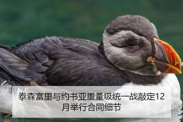 泰森富里与约书亚重量级统一战敲定12月举行合同细节